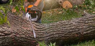 Lawn Maintenance Plans in Orcutt, CA