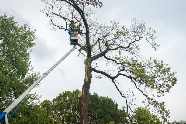 Best Tree Preservation Services  in Orcutt, CA