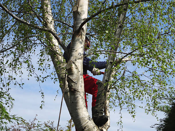 Best Tree Removal  in Orcutt, CA