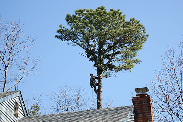 Professional Tree Care in Orcutt, CA