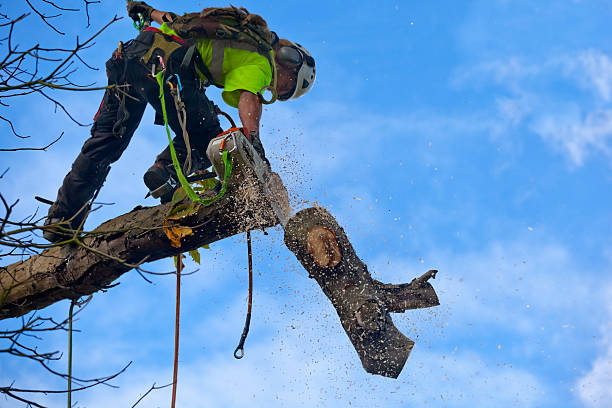 How Our Tree Care Process Works  in  Orcutt, CA